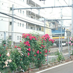 香り/嗅ぐ/線路/電車/薔薇/バラ 毎年近所を走る電車の線路沿いのフェンスに…(2枚目)