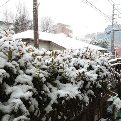 雪/予報通り/雪景色/初雪 こんにちは⛄❅*°
予報通りに雪が降って…(5枚目)