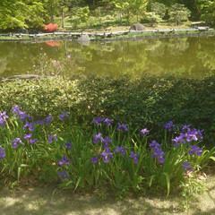 昭和記念公園/藤の花/ネモフィラ/ツツジ/日本庭園/シャーレポピー おはようこざいます.⋆*🔆
今日も気温が…(8枚目)