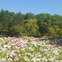 昭和記念公園/藤の花/ネモフィラ/ツツジ/日本庭園/シャーレポピー おはようこざいます.⋆*🔆
今日も気温が…(9枚目)