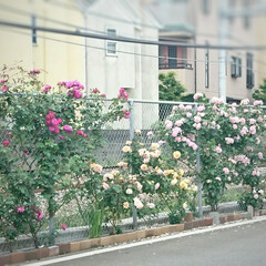 香り/嗅ぐ/線路/電車/薔薇/バラ 毎年近所を走る電車の線路沿いのフェンスに…(5枚目)