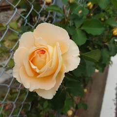 満開/綺麗/毎年/線路脇/バラ 今年も満開のバラが綺麗に咲いていました
…(5枚目)