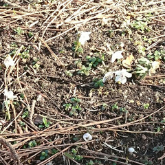 仲間/セツブンソウ/梅/福寿草/いつもの公園 今日は予定していた 体操教室の仲間といつ…