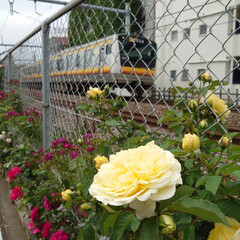 満開/綺麗/毎年/線路脇/バラ 今年も満開のバラが綺麗に咲いていました
…(10枚目)