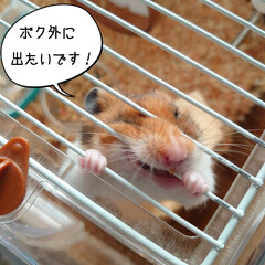 ゴールデンハムスター/ハムスター/福/お片付け/脱走/年末/... (*´ `*)おはようございます
今朝は…