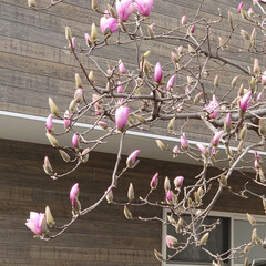 木蓮/蕾/ムスカリ/ハル 今日は暖かくなりそうです🌞
草花も蕾が出…