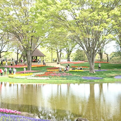 チューリップ/ネモヒィラ/桜吹雪/満開/菜の花/いつもの公園/... いつもの公園に行って来ました
桜の季節も…(5枚目)