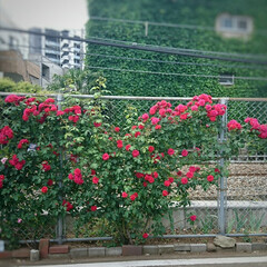 香り/嗅ぐ/線路/電車/薔薇/バラ 毎年近所を走る電車の線路沿いのフェンスに…(4枚目)