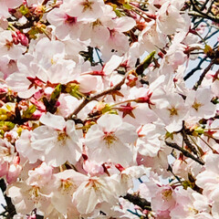 もち吉/桜/チューリップ祭/LIMIAおでかけ部/おでかけ/風景/... 土曜日は夫婦でお出かけしてきました☺️🌸…(4枚目)