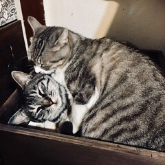 仲良し猫親子/木箱DIY/DIY/ペット ぎゅうぎゅう詰め(1枚目)