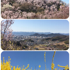 おでかけ 福島県の花見山に行って来ました。
頂上ま…(1枚目)
