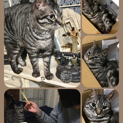 ペット仲間募集/猫/にゃんこ同好会/DIY/100均/セリア/... 仕事から帰宅すると娘がソラと遊んでました…