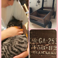 爪研ぎに悩む/ステンシル/簡単DIY/木箱でカートDIY/ペット/猫/... 帰宅後すぐにソラとまったりタイムの息子。…