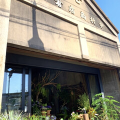 BABABA/千葉県 切花を購入💐
ベランダに植物ワシャーッと…(1枚目)