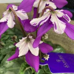 紫の花/シクラメンの花/シクラメン/いいねありがとうございます 休み明けの昨日、売り場にいたシクラメンに…(1枚目)