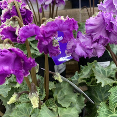紫の花/シクラメンの花/シクラメン/いいねありがとうございます 休み明けの昨日、売り場にいたシクラメンに…(2枚目)