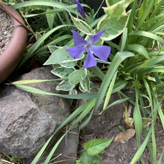 庭/いいねありがとうございます/ツルニチニチソウの花 29日実家へ行った時見つけた花です。(1枚目)