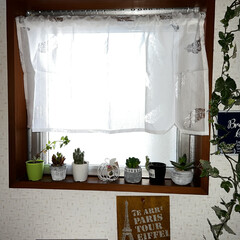 植物のある暮らし/サボテン/造花/多肉植物/トイレの窓/イイねフォローありがとうございます/... トイレの窓に、セリアのカフェカーテンを付…(1枚目)