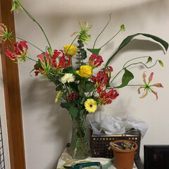 花のある生活/花のある暮らし/いいねありがとうございます/リビング あかい、グロリオーサという好きな花を見つ…(1枚目)