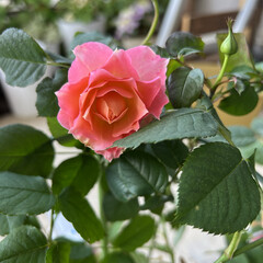 植物のある暮らし/ベランダガーデン/バラ/いいねありがとうございます/イイねフォローありがとうございます 先日咲いた、ミニバラの2本目咲きました🌹(1枚目)