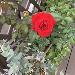 会社/ミニバラ/ミニ薔薇/いいねありがとうございます 赤いミニバラが咲きました。(1枚目)