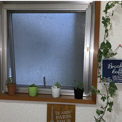 植物のある暮らし/サボテン/造花/多肉植物/トイレの窓/イイねフォローありがとうございます/... トイレの窓に、セリアのカフェカーテンを付…(3枚目)
