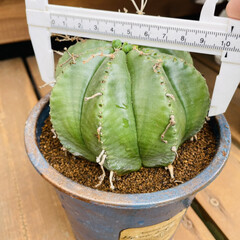 ハンドメイド/アンティーク/多肉植物 今日はいくつかの子達をリメイク鉢に植え替…(4枚目)