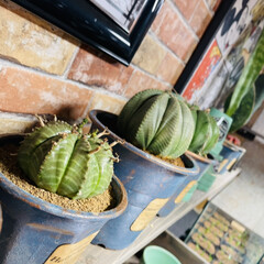 ハンドメイド/アンティーク/多肉植物 今日はいくつかの子達をリメイク鉢に植え替…(5枚目)