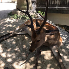 「厳島神社に行って来ました。鹿がおとなしく…」(1枚目)