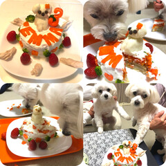 犬用ケーキ/マルチーズ/誕生日 3月26日はエマの3歳の誕生日🎂🎉
特別…(1枚目)