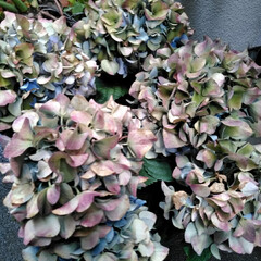 ガーデニング/見切り品/紫陽花
こんにちは(*^^*)
今 我が家は…