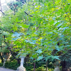 森林/自然/トトロ/最高のお天気/秋/香取神社/... 今日はとっても久しぶりに
少し遠出してき…(6枚目)