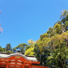 森林/自然/トトロ/最高のお天気/秋/香取神社/... 今日はとっても久しぶりに
少し遠出してき…(5枚目)