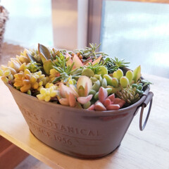 お手入れ/多肉ちゃん/寄せ植え/多肉植物/100均/DAISO/... 昨日、仕事から帰宅して
雨もやんでいたの…