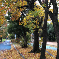 遊歩道/落ち葉/秋/LIMIAおでかけ部/フォロー大歓迎/おでかけ/... 秋の遊歩道
自転車道を自転車で走っていて…(1枚目)