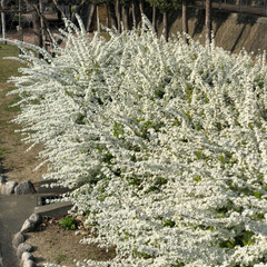 春の花/小花/フォロー大歓迎/おでかけ/風景/春の一枚/... 遊歩道に咲く白い小花

自転車通勤してい…(2枚目)