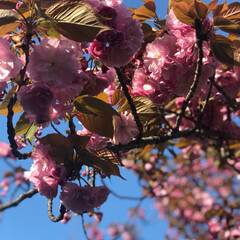 八重桜/フォロー大歓迎/春/おでかけ/風景/おでかけワンショット 八重桜は鮮やかな濃いピンク色
見ているだ…(1枚目)