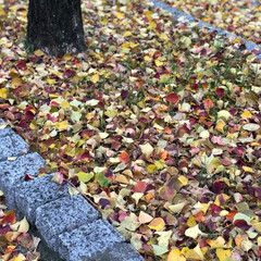 落ち葉の絨毯/落ち葉/LIMIAおでかけ部/フォロー大歓迎/おでかけ/おでかけワンショット 落ち葉の🍂絨毯

上を歩くとザクッザクッ…(2枚目)