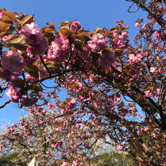 八重桜/フォロー大歓迎/春/おでかけ/風景/おでかけワンショット 八重桜は鮮やかな濃いピンク色
見ているだ…(2枚目)