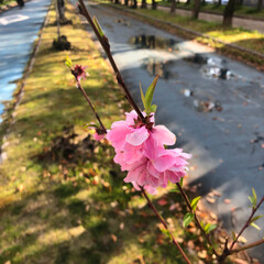 八重桜/春のフォト投稿キャンペーン/フォロー大歓迎/おでかけ/風景/おでかけワンショット ソメイヨシノは散ってきたけど
今からは八…(1枚目)