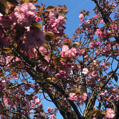 八重桜/フォロー大歓迎/春/おでかけ/風景/おでかけワンショット 八重桜は鮮やかな濃いピンク色
見ているだ…(3枚目)