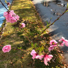 八重桜/春のフォト投稿キャンペーン/フォロー大歓迎/おでかけ/風景/おでかけワンショット ソメイヨシノは散ってきたけど
今からは八…(2枚目)
