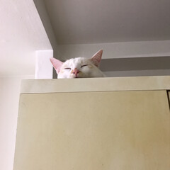 白猫/満福君/保護猫/にゃんこ同好会 寝てる間に隠し撮り…

気づかれたっ！(1枚目)