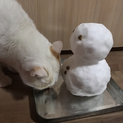 満福君/白猫/もんちゃん/ハチワレ/ニャンコ同好会 久しぶりに雪積もった❄️
雪だるまをプレ…(3枚目)