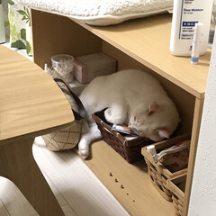 満福君/白猫/猫/ニャンコ同好会 猫は狭いとこが好き(1枚目)