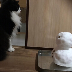 満福君/白猫/もんちゃん/ハチワレ/ニャンコ同好会 久しぶりに雪積もった❄️
雪だるまをプレ…(4枚目)