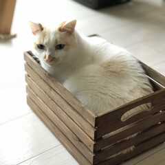 満福君/白猫/ニャンコ同好会/もんちゃん/ハチワレ 今年のGWはお片付け

こんな木製の箱が…(2枚目)