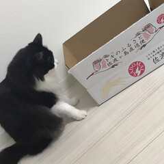 佐渡米/猫/ハチワレ/ニャンコ同好会 美味しいお米が届いたよ。

僕は中身より…(2枚目)