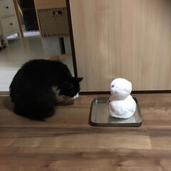 満福君/白猫/もんちゃん/ハチワレ/ニャンコ同好会 久しぶりに雪積もった❄️
雪だるまをプレ…(1枚目)