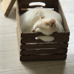 満福君/白猫/ニャンコ同好会/もんちゃん/ハチワレ 今年のGWはお片付け

こんな木製の箱が…(4枚目)